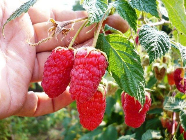 raspberry varieties giant