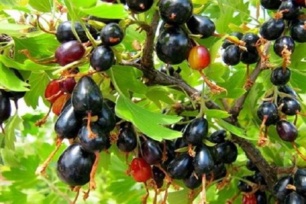 ασυνήθιστα μούρα
