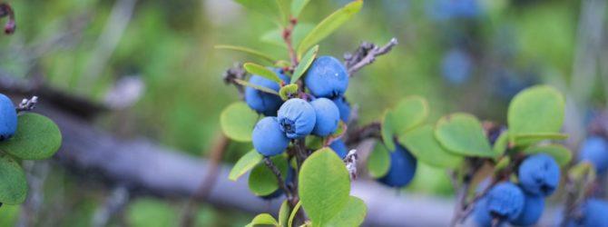 Physalosporosis of blueberries