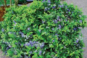 Descrição e características da variedade de mirtilo Bluecrop, planting and care