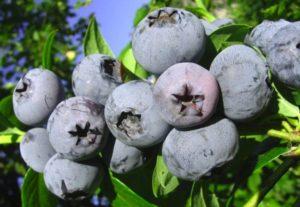 Descrição da variedade de mirtilo Bônus, plantio, cultivo e cuidado