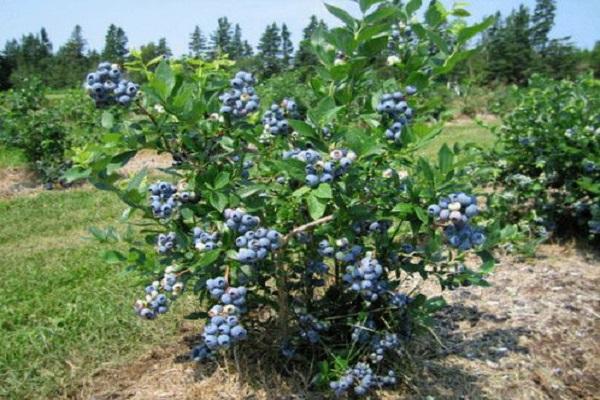 arbusto de fruta