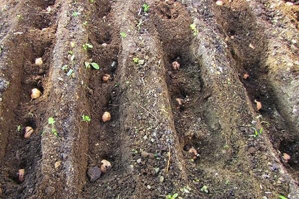holes for planting