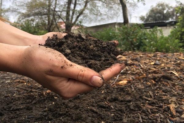 humus as fertilizer