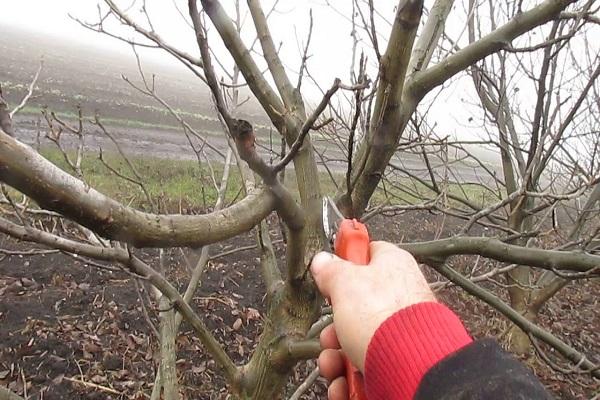 trimming wood