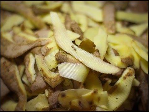 potato peelings for currants