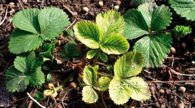 folhas de morango ficam amarelas