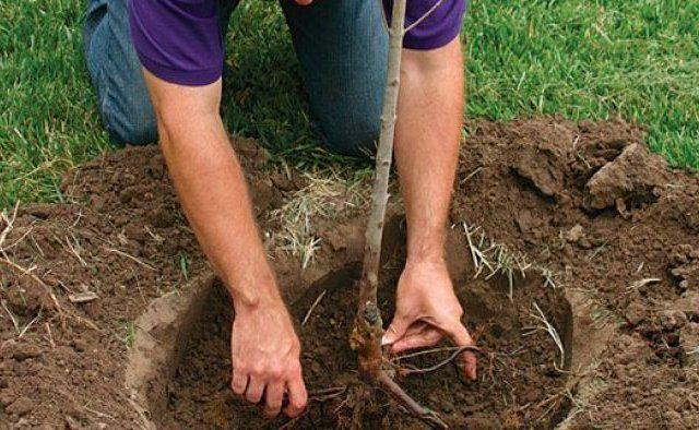 planting cherries