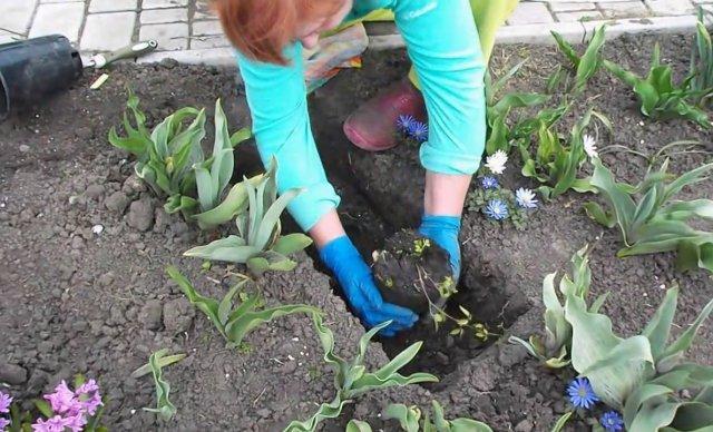 clematis for beginners