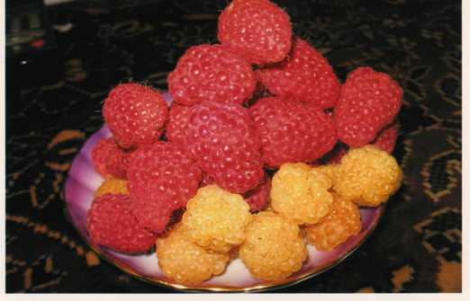 quả mâm xôi ngon