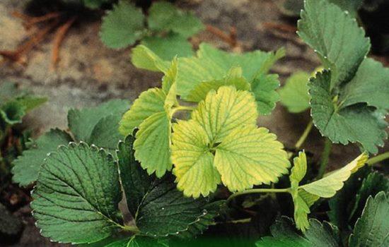 folhas de morango