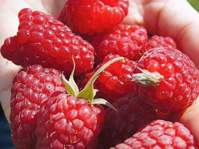raspberry varieties giant