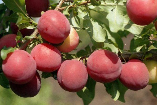 shallow plum