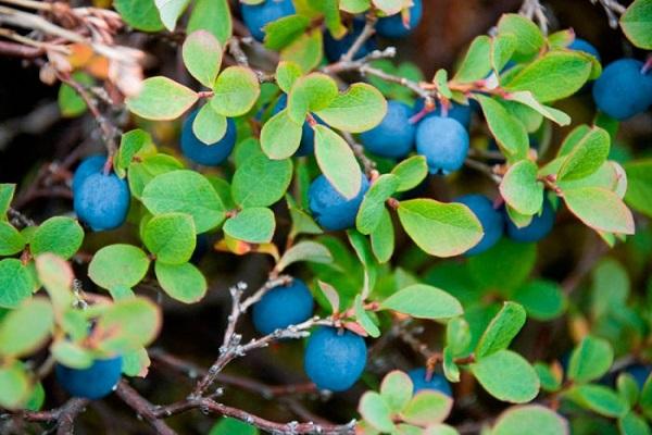 beaux fruits