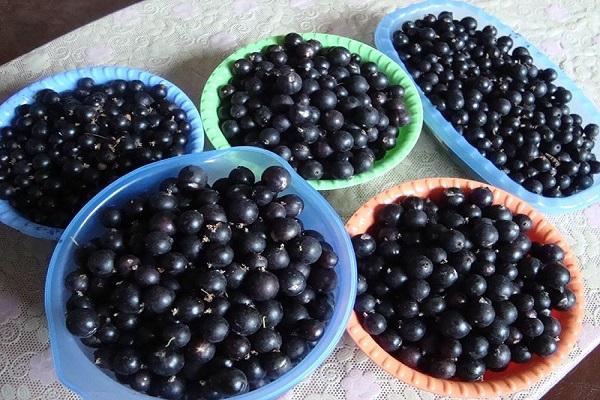a lot of currants