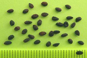 Wie man zu Hause Stachelbeeren aus Samen anbauen kann