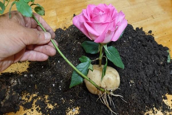 расцвјетао цвијет