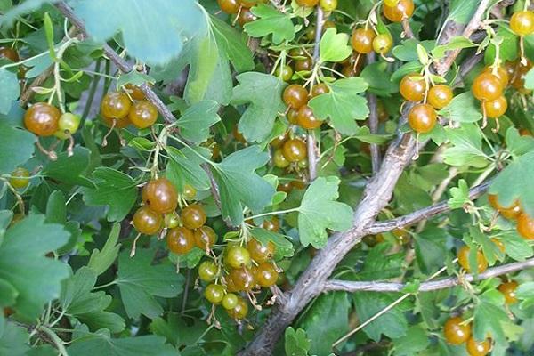 ungewöhnliche Beeren