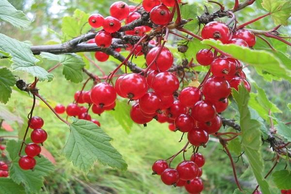Fruchtbeere