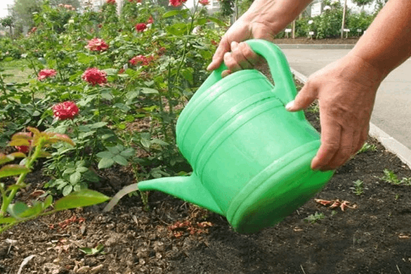top dressing v létě