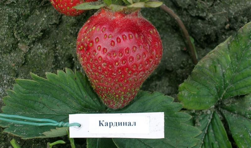 strawberry cardinal