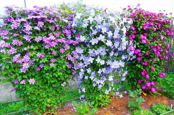 clématite de fleurs
