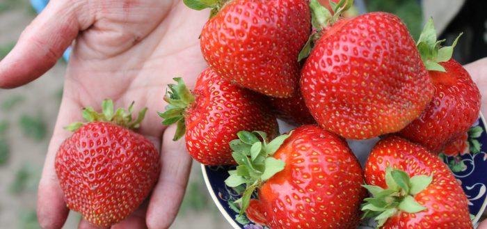 strawberry asia