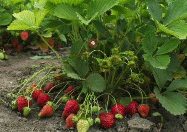 Fraise