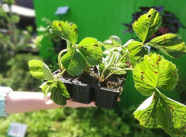 plants de fraises