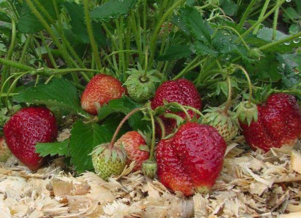 Pailler les fraises