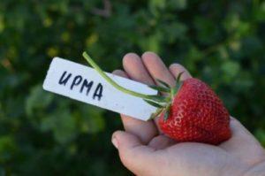 Опис и карактеристике сорте, узгоја и размножавања јагода Ирма