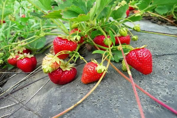 Beeren sind gewachsen