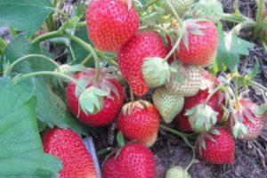 Description and characteristics of the Carmen strawberry variety, cultivation and care