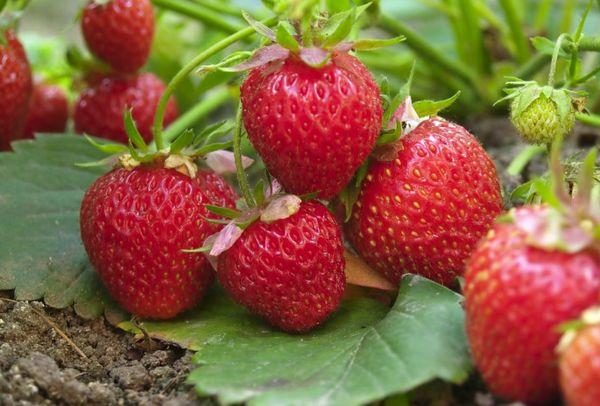 Red berry