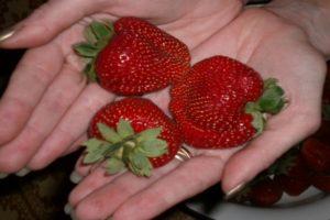 Descrição e características das variedades de morango Marmelada, cultivo e reprodução