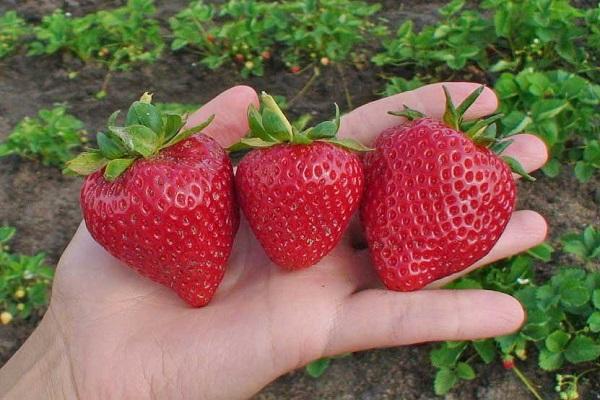 cultivo de uma variedade
