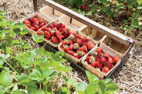 cestas de frutas