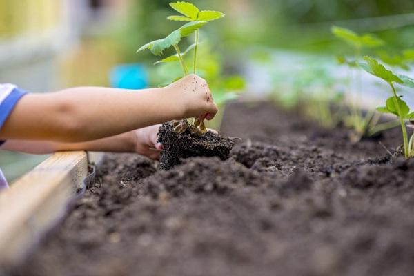 planting varieties