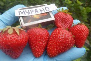 Περιγραφή και χαρακτηριστικά των φραουλών Murano, καλλιέργεια και αναπαραγωγή