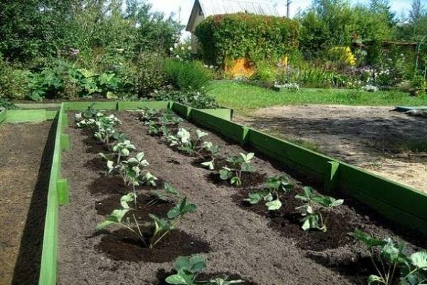 planting strawberries