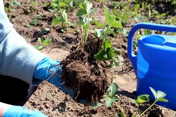 land care