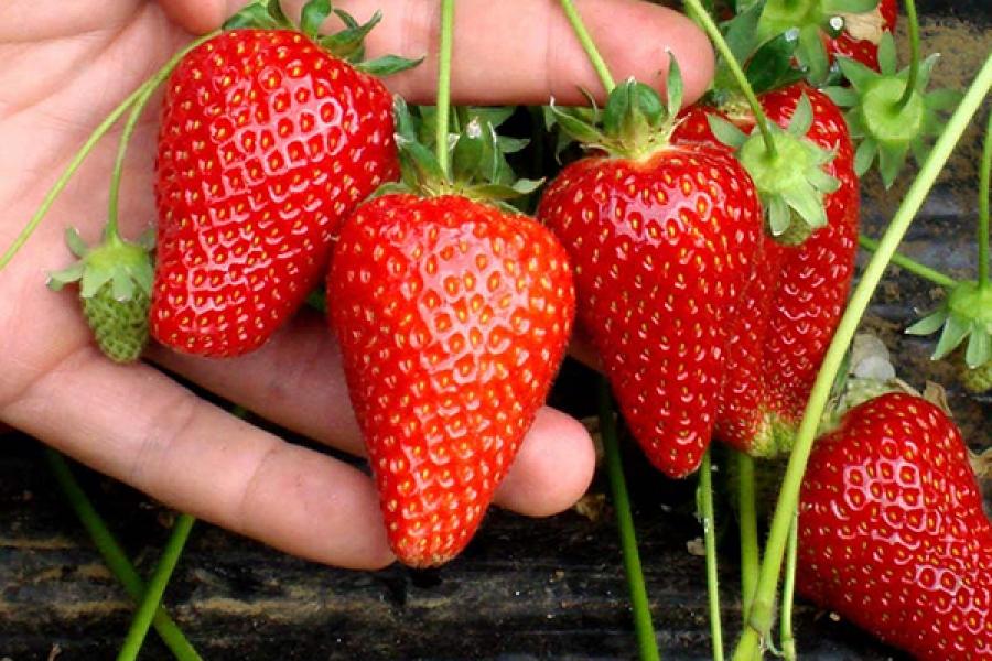 strawberries in hand