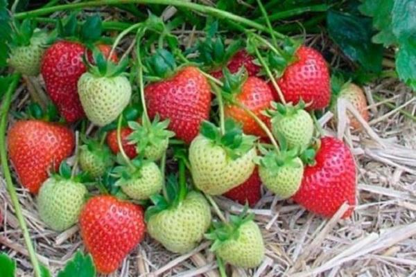 phát triển dưới lớp phủ