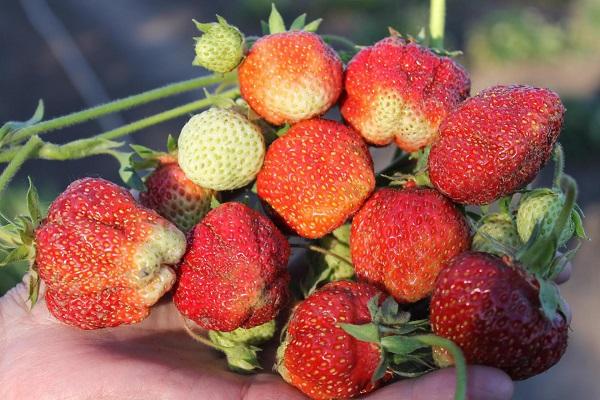éléphant aux fraises