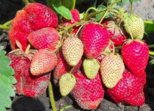Description and characteristics of the strawberry variety Vicoda, cultivation and reproduction