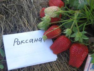Description and characteristics of the Roxana strawberry variety, planting and care