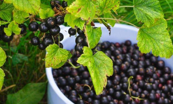 Collection of currants