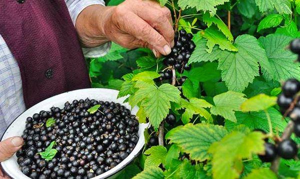 Black currant
