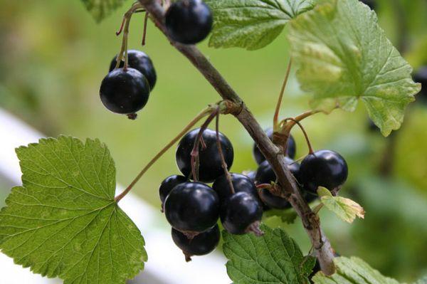 Blackberry