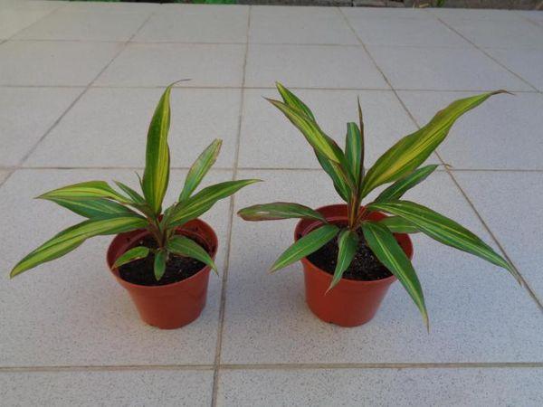 plants de kiwi